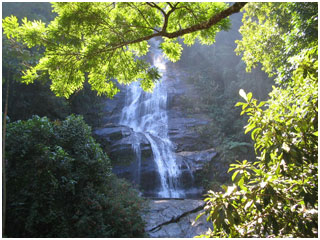 Floresta_Da_Tijuca_Rio_De_Janeiro_Brazil